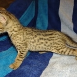 Savannah F-7SBT Male DOB 8-29-21