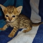 Savannah F-7SBT Male DOB 8-29-21