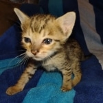 Savannah F-7SBT Male DOB 8-29-21