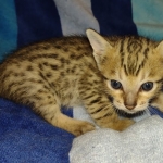 Savannah F-7SBT Male DOB 8-29-21