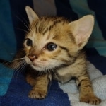 Savannah F-7SBT Male DOB 8-29-21