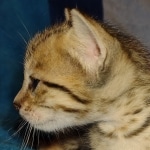 Savannah F-7SBT Male DOB 8-29-21