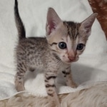 Savannah F-7SBT Male DOB 8-29-21