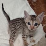 Savannah F-7SBT Male DOB 8-29-21