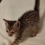 Savannah F-7SBT Male DOB 8-29-21