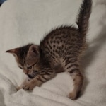 Savannah F-7SBT Male DOB 8-29-21