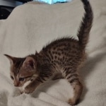 Savannah F-7SBT Male DOB 8-29-21