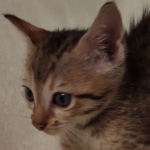 Savannah F-7SBT Male DOB 8-29-21