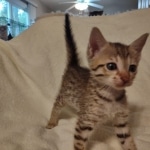 Savannah F-7SBT Male DOB 8-29-21