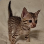 Savannah F-7SBT Male DOB 8-29-21