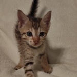 Savannah F-7SBT Male DOB 8-29-21