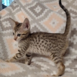 Savannah F-7SBT Male DOB 8-29-21