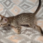 Savannah F-7SBT Male DOB 8-29-21