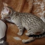 Savannah F-7SBT Male DOB 8-29-21