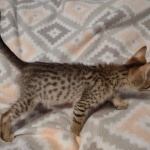 Savannah F-7SBT Male DOB 8-29-21