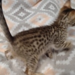 Savannah F-7SBT Male DOB 8-29-21