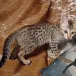 Savannah F-7SBT Male DOB 8-29-21