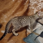 Savannah F-7SBT Male DOB 8-29-21