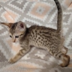 Savannah F-7SBT Male DOB 8-29-21