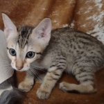 Savannah F-7SBT Male DOB 8-29-21