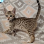 Savannah F-7SBT Male DOB 8-29-21