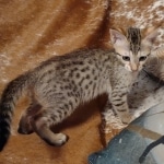 Savannah F-7SBT Male DOB 8-29-21