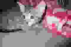 Oats, Savannah, F-7SBT Male #4 Warm BST DOB 8-16-18