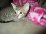 Oats, Savannah, F-7SBT Male #4 Warm BST DOB 8-16-18