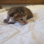 Savannah, F-7SBT, Male, DOB 8-16-18