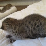 Savannah, F-7SBT, Male, DOB 8-16-18