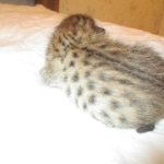 Savannah, F-7SBT, Male, DOB 8-16-18