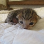 Savannah, F-7SBT, Male, DOB 8-16-18