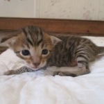 Savannah, F-7SBT, Male, DOB 8-16-18