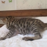 Savannah, F-7SBT, Male, DOB 8-16-18