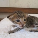 Savannah, F-7SBT, Male, DOB 8-16-18