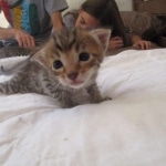 Savannah, F-7SBT, Male, DOB 8-16-18