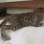 Savannah, F-7SBT, Male, DOB 8-16-18