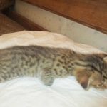 Savannah, F-7SBT, Male, DOB 8-16-18