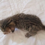 Savannah, F-7SBT, Male, DOB 8-16-18