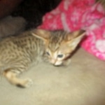 Savannah, F-7SBT, Male, DOB 8-16-18