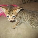 Savannah, F-7SBT, Male, DOB 8-16-18