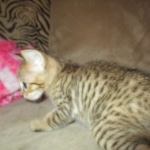 Savannah, F-7SBT, Male, DOB 8-16-18