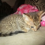 Savannah, F-7SBT, Male, DOB 8-16-18