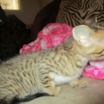 Savannah, F-7SBT, Male, DOB 8-16-18