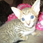 Savannah, F-7SBT, Male, DOB 8-16-18