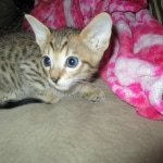 Savannah, F-7SBT, Male, DOB 8-16-18