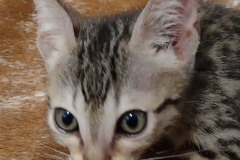  Sir Chad Savannah F-7SBT Male #5 DOB 8-29-21