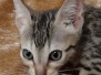  Sir Chad Savannah F-7SBT Male #5 DOB 8-29-21