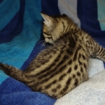 Savannah F-7SBT Male DOB 8-29-21