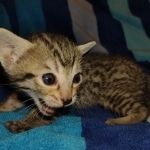 Savannah F-7SBT Male DOB 8-29-21